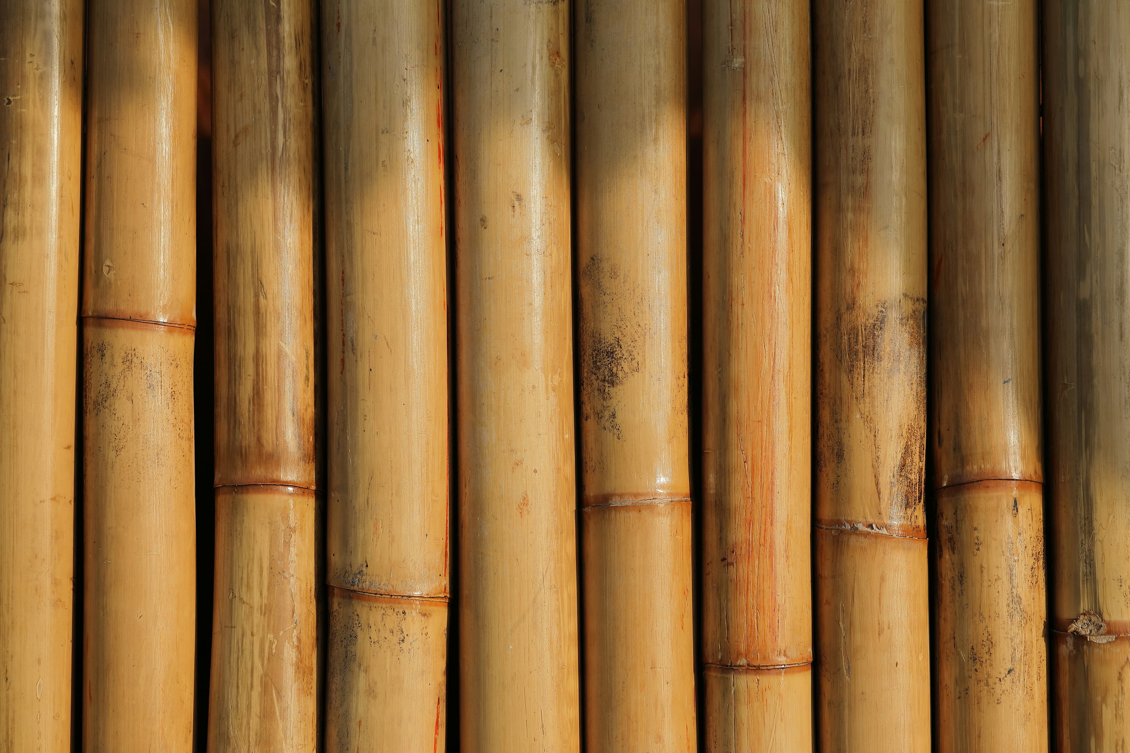 Bamboo texture