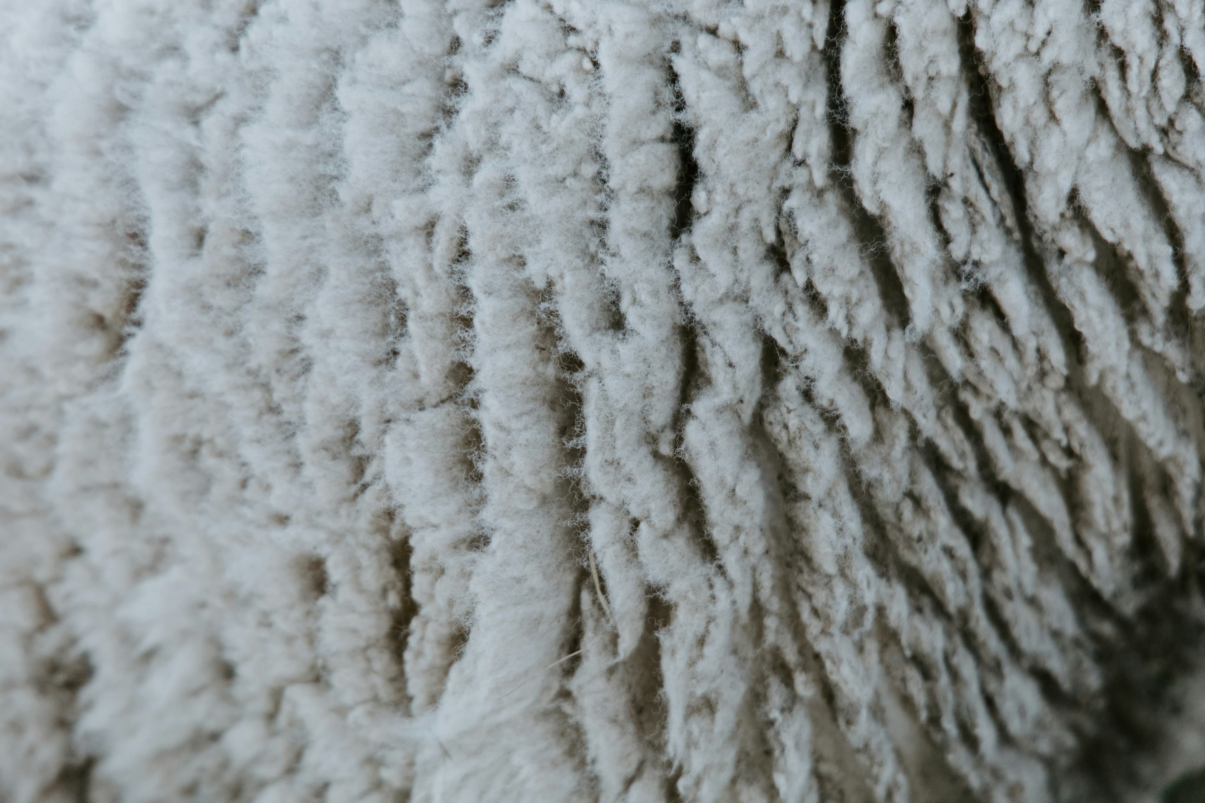 Sheepskin texture